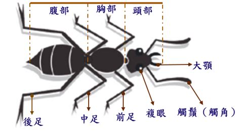 螞蟻的介紹